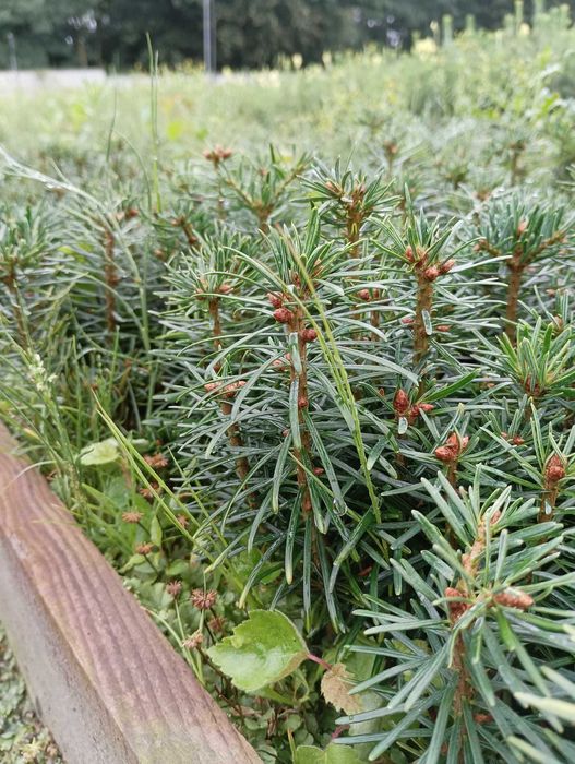 Jodła Kaukaska 5-10 cm