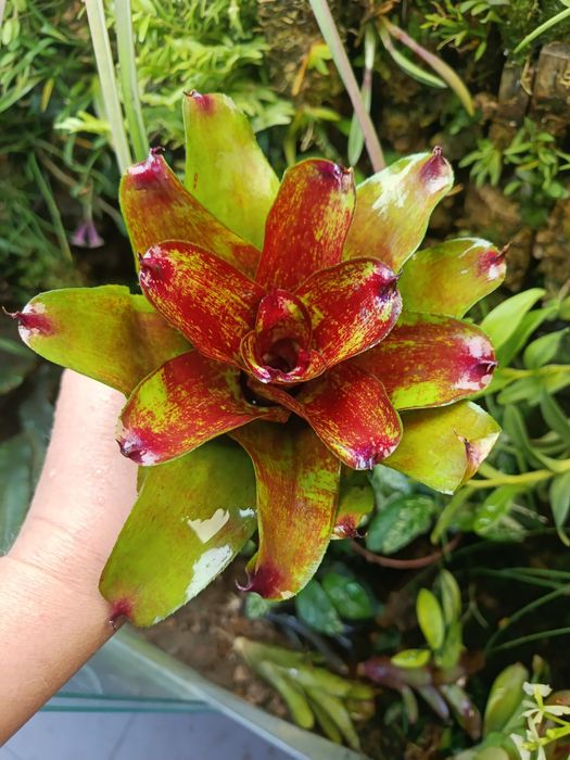 Неорегелія мініатюрна Neoregelia sp
