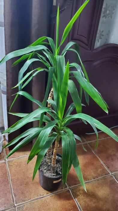 Продам яркие растения для дома