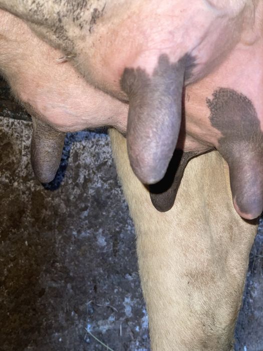 Продам хорошу дійну корову