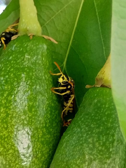 Vendo abacate à bom preço. Completamente biológico