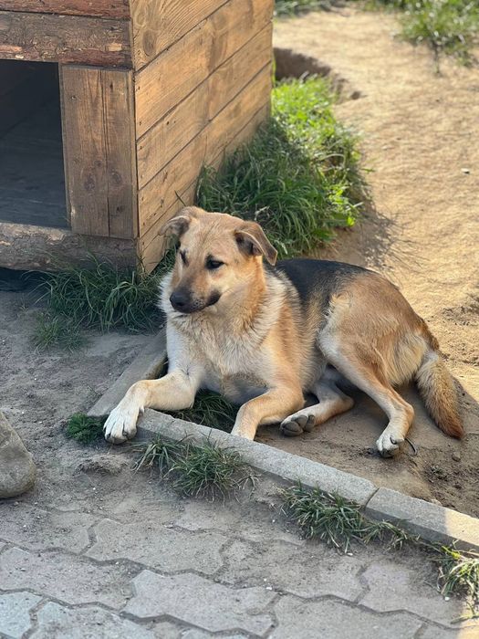 Песик Собака безкоштовно
