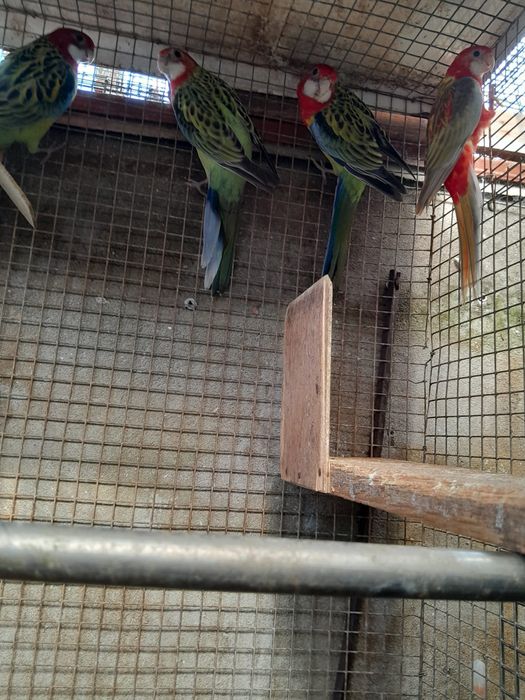 Tenho para venda roselas