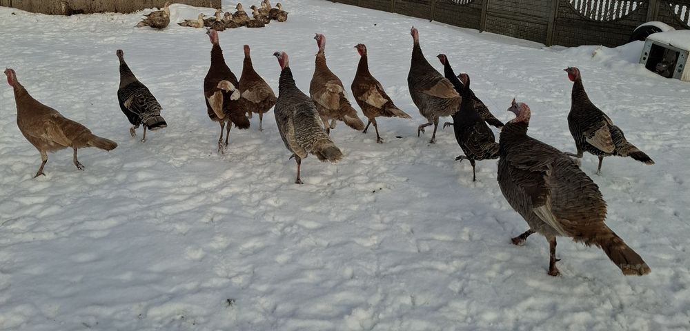 Sprzedam Indyki i gęsi