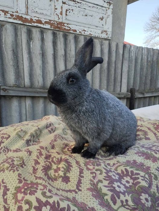 Кролі полтавське срібло