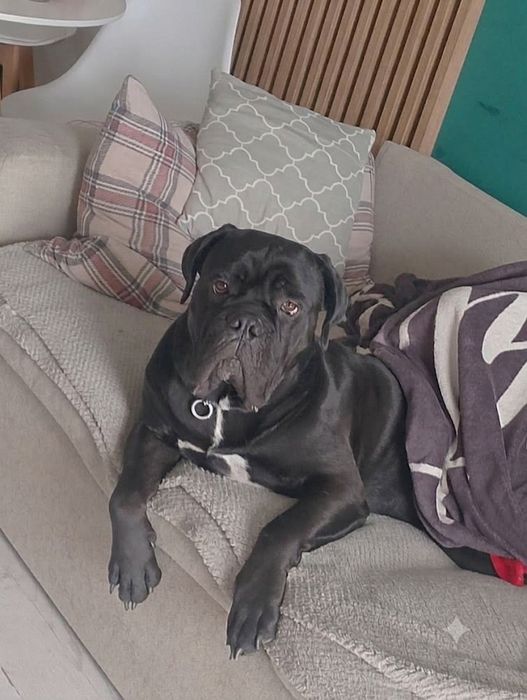 Szczeniak Cane Corso italiano