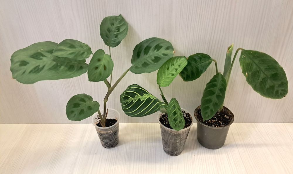 Набір кімнатних квітів