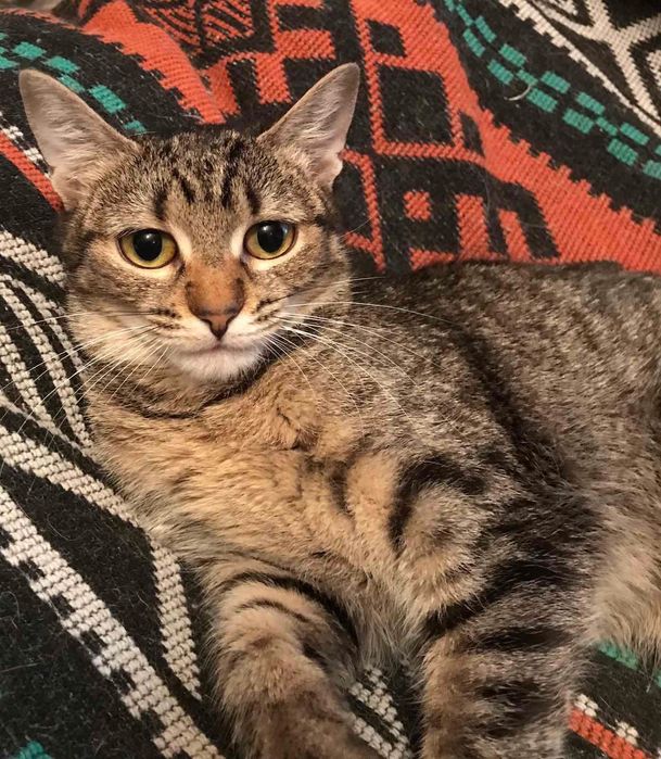 Тигруля бесплатно