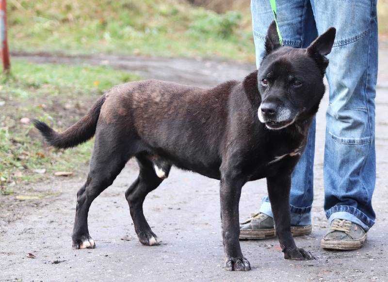 Wesoły, bezproblemowy Lizak szuka domu