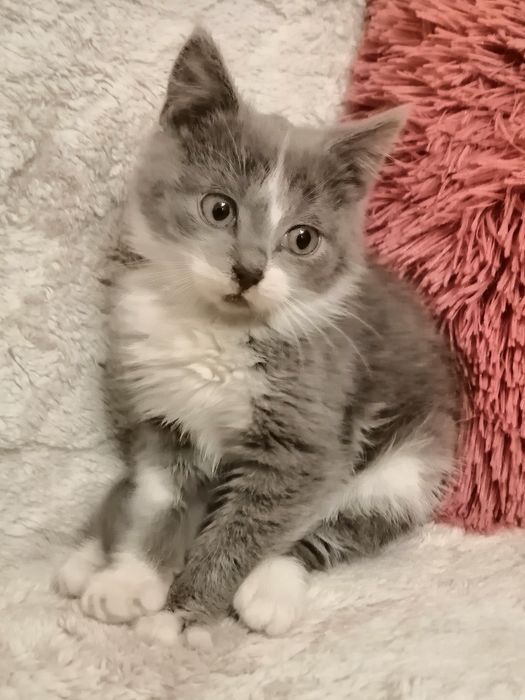 14 tygodniowy kocurek