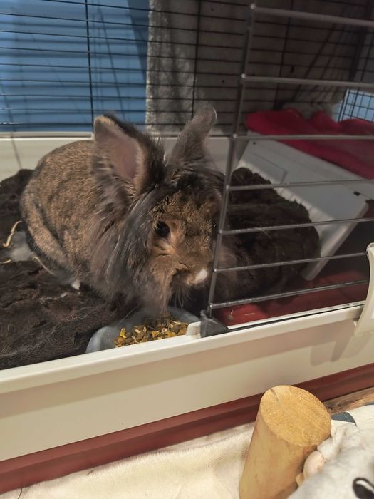 Hotel dla zwierząt / psa kota na wsi / Inowrocław, Bydgoszcz, Toruń