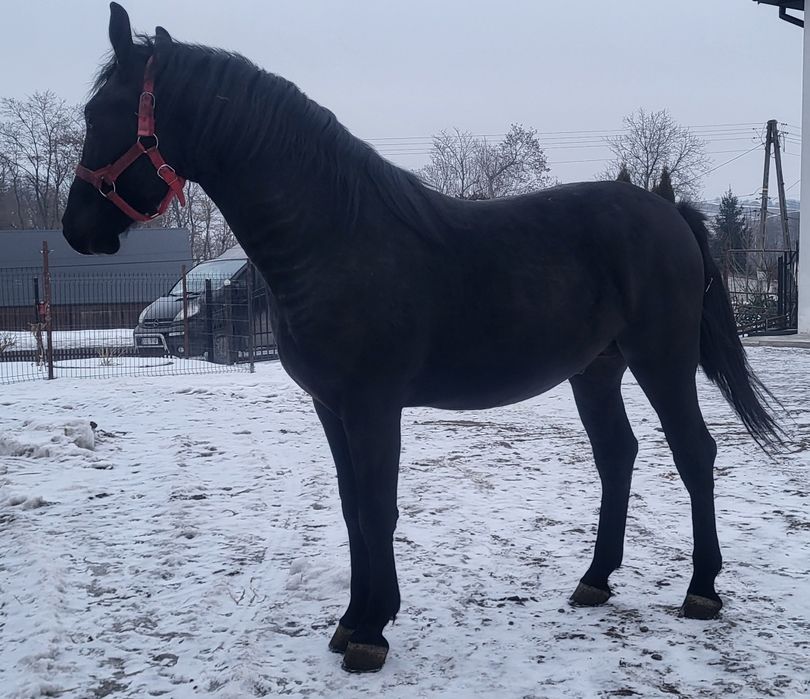 Sprzedam ogierka