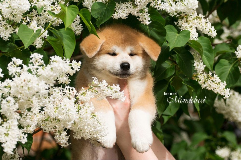 Акіта, акіта іну , цуценята з міжнаодної годівлі японських порід собак