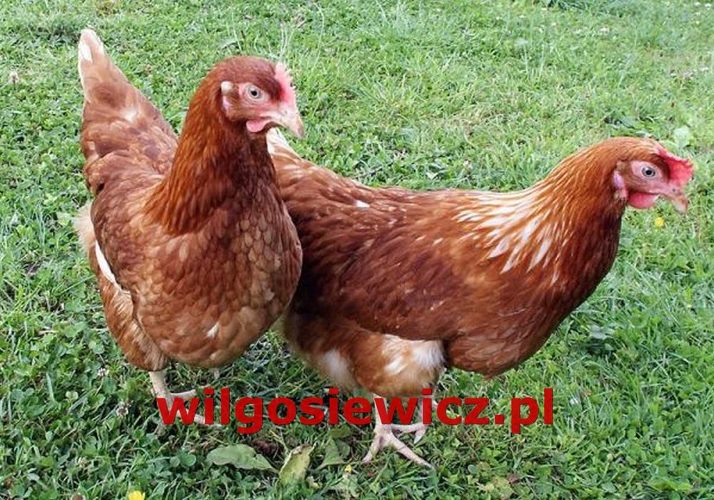 Nioska rosa kurka idealna na jajka