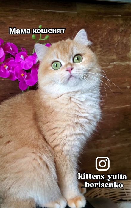 Золотые шиншиллы для любящих мам-пап