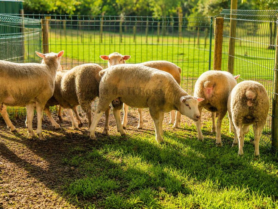 Borregas Texel Puras