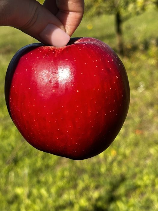 Продам яблука з домашнього саду