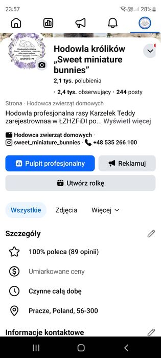 Króliczki miniaturki Karzełki Teddy