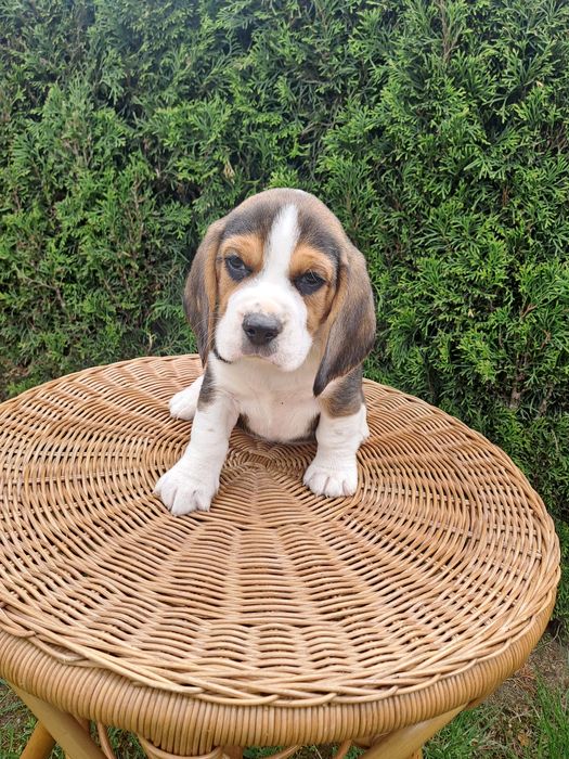 Śliczny piesek beagle z rodowodem.
