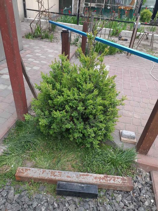 Самшит вічнозелений