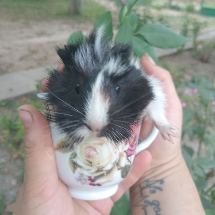 Морські свинки, розеточки, морская свинка