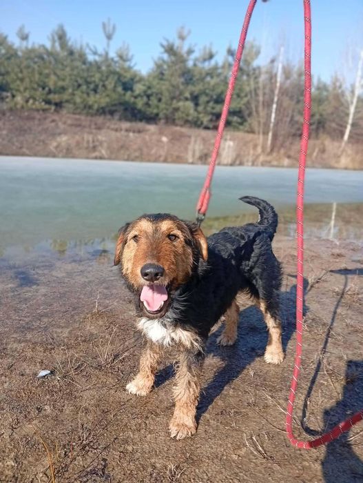Walenty- mix teriera śliczny do adopcji