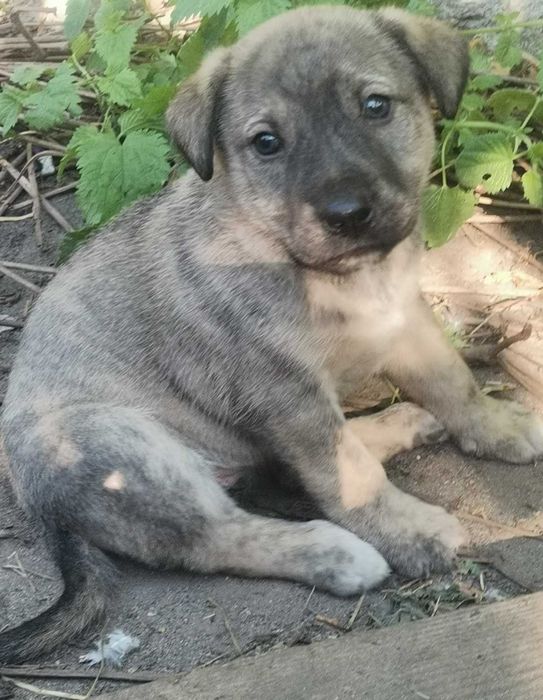 Цуценя в добрі руки