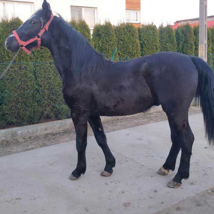 Ogier rasy Śląskiej maści karej