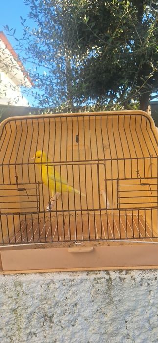 Canários branco recessivo e amarelos