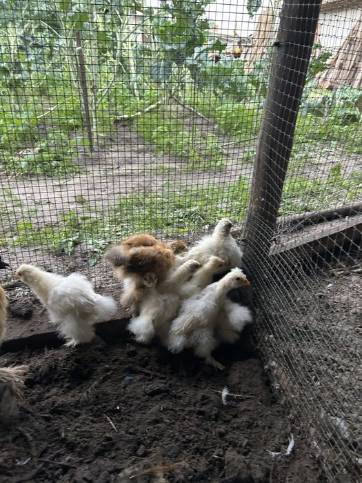 Pintos de Sedosas do Japão