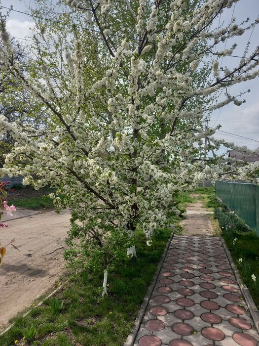 Продам Дом в престижном р-не Черемушки  н.к Украина