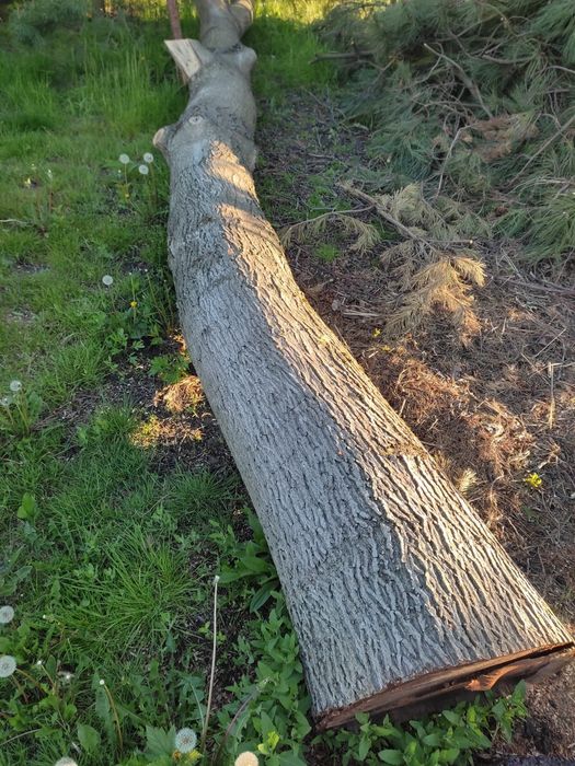 Drzewo orzech włoski 7m