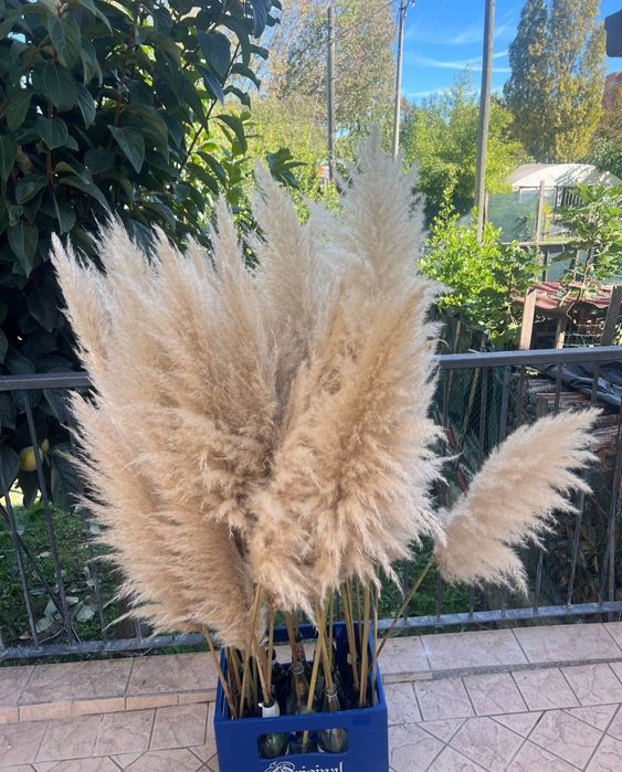 Тренд року! Пухнаста пампасна трава для декору