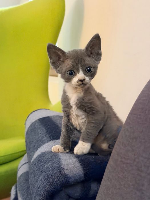Devon Rex rezerwacja