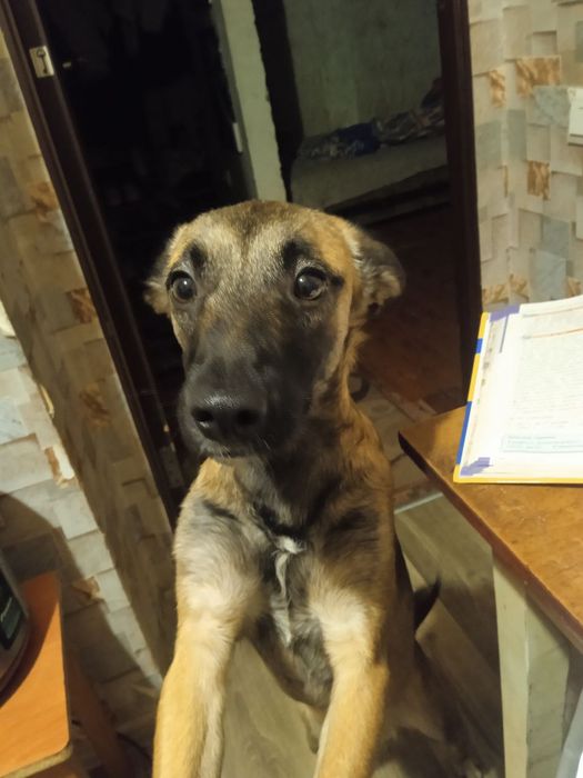 Отдам двоих собачек