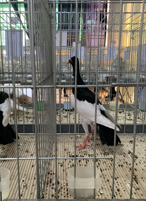 Sroka Łowicka, sroki.