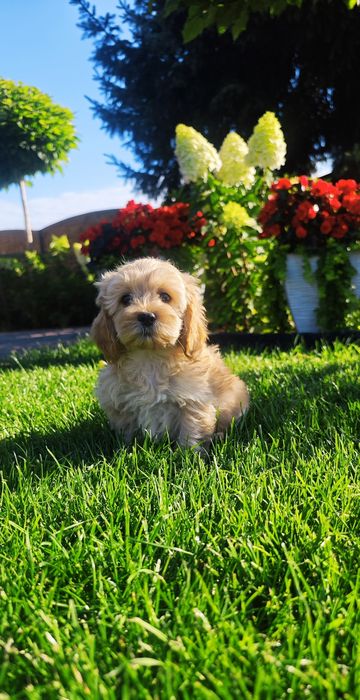**Cockapoo**uroczy chłopiec !