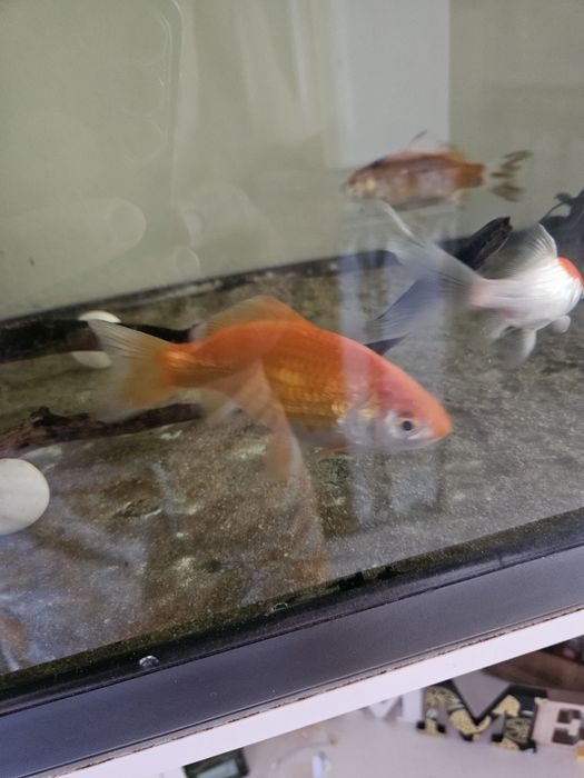 Peixe aquário grande