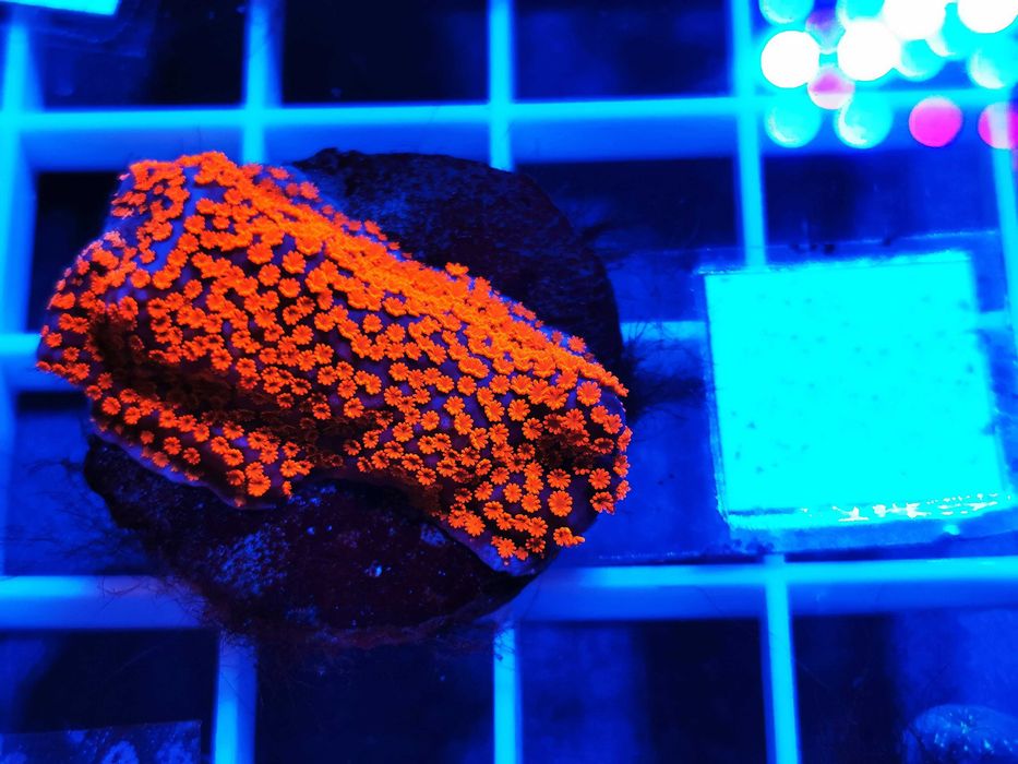 Montipora danae Superman WYSYŁKA cena za szczepkę, morskie, koralowce