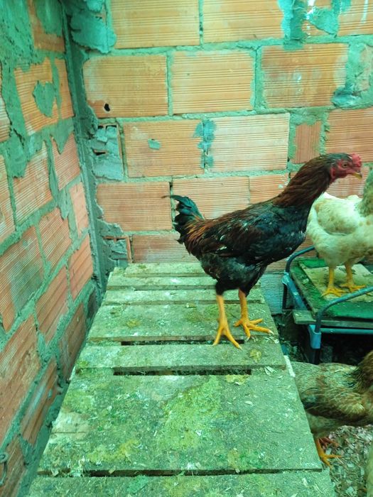 Frango índio a começar a cantar