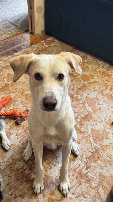 Хлопчик Персик шукає дім