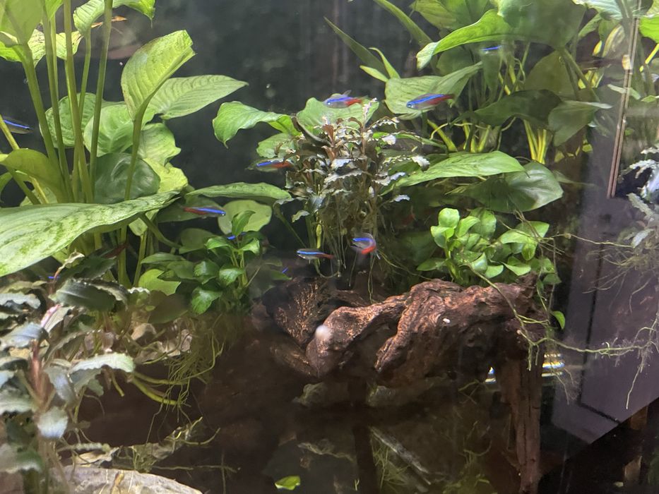 Aquario 120x50x50 vendo ou troco