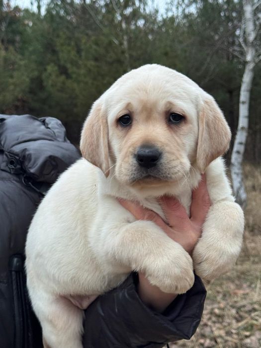 Цуценята лабрадора з документами