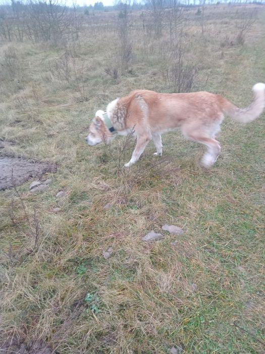 Алабай , знайдено собаку , шукаю господарів чи новий дім