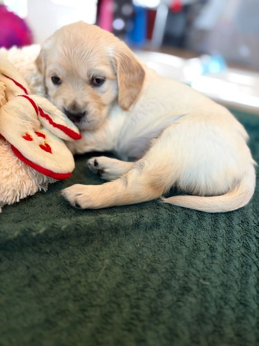 Golden Retriever zkwp Fci do rezerwacji