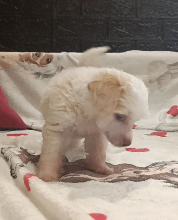 Китайська чубата КСУ FCI