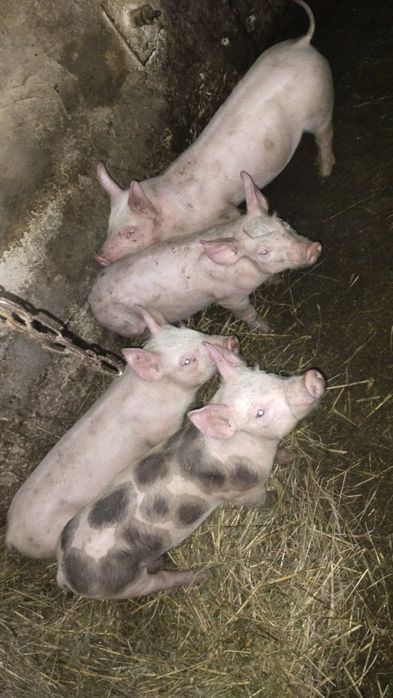 Продаються поросята