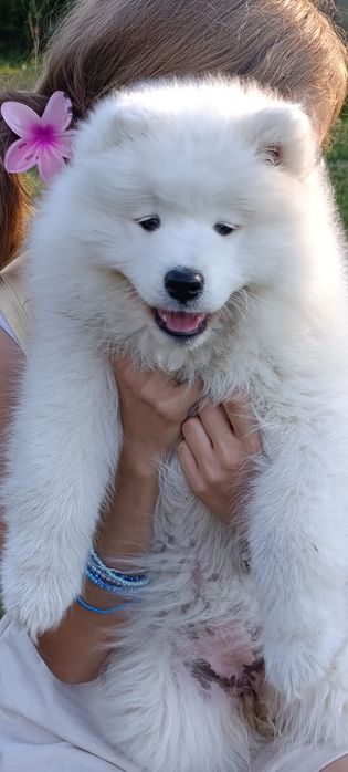 Samoyed szczenię sunia