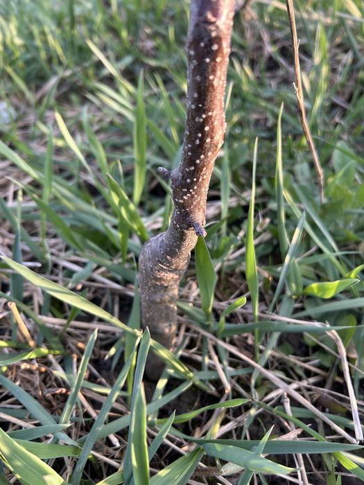 Саджанці яблуні