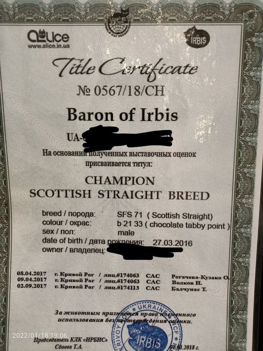 Шотландский страйт по кличке барон,приглашает на Вязку!